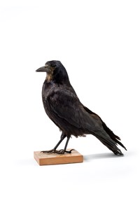 Image description is not available for 1983.99.1